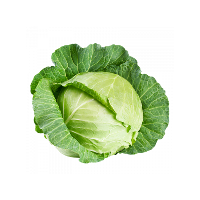 Cabbage